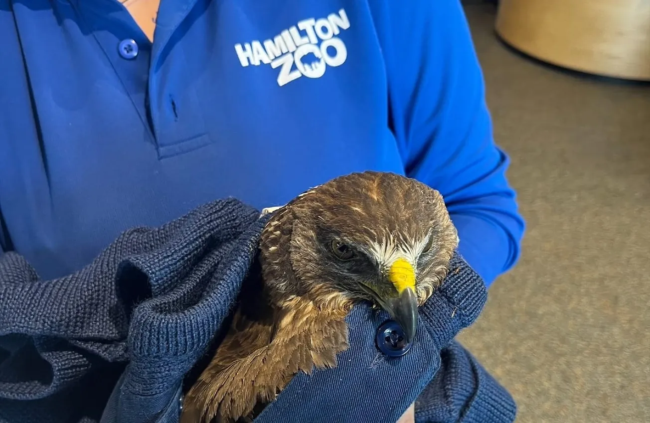 Falcon Takes a Ride in Police Car to Safety After Rural Waikato Rescue