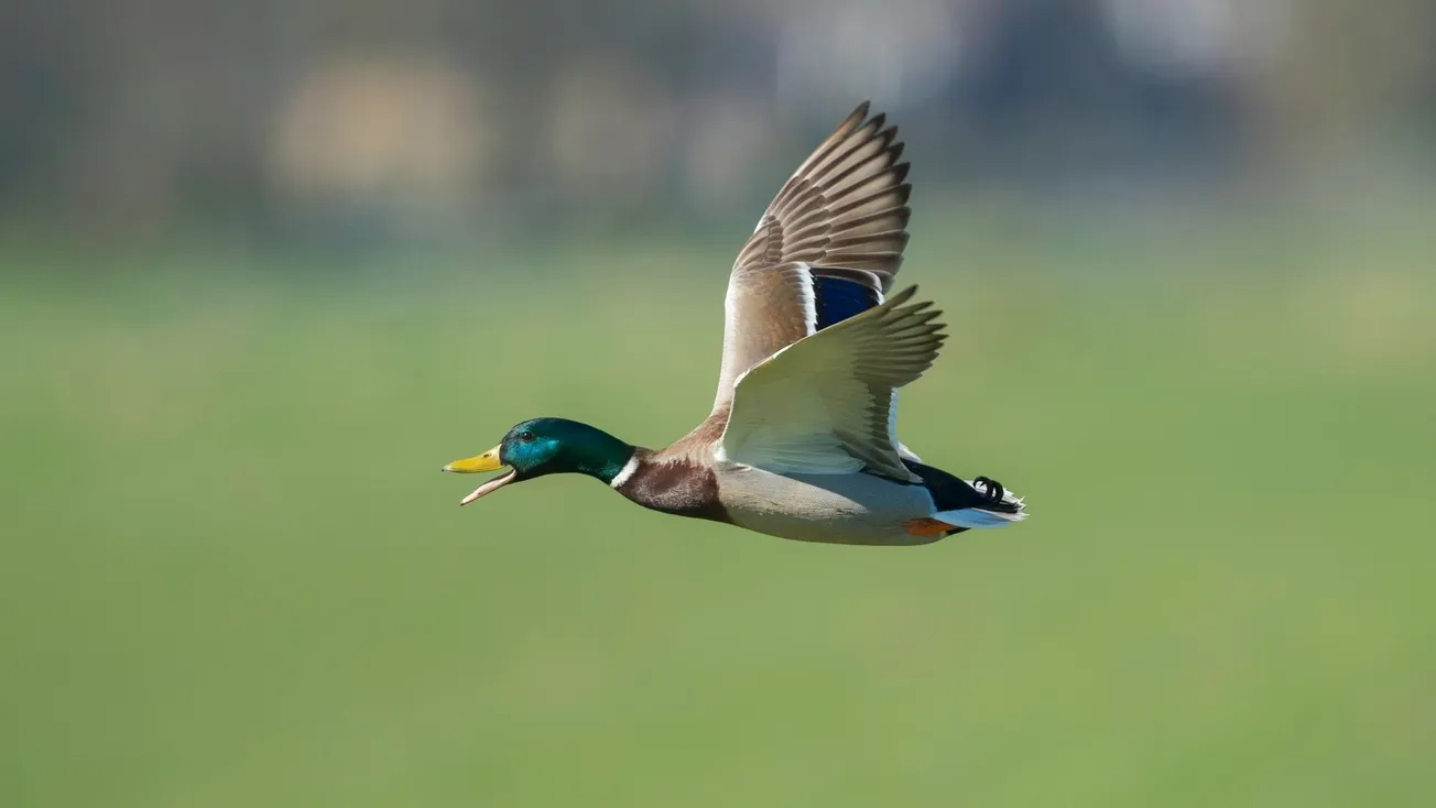 Duck shooting tips for season start
