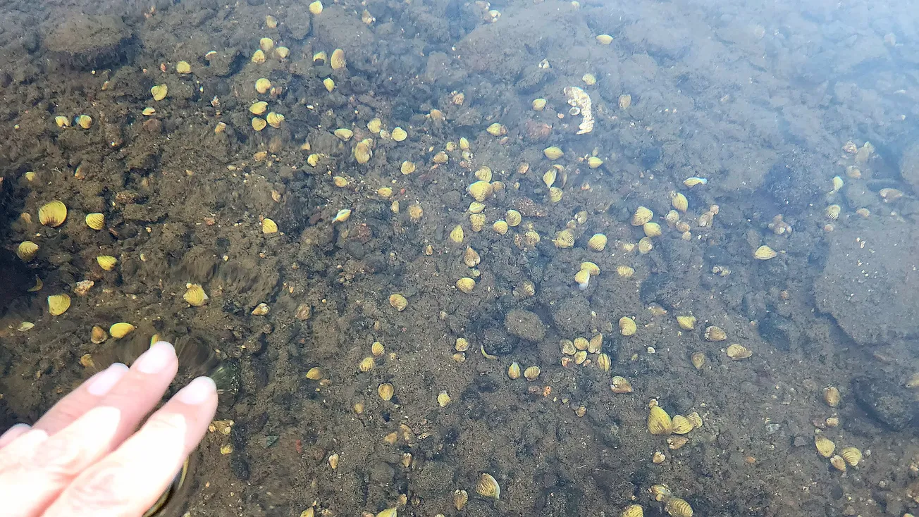 Spreading awareness about invasive clams