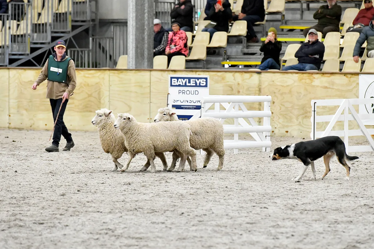 Sheep dog trials attract record number of entries