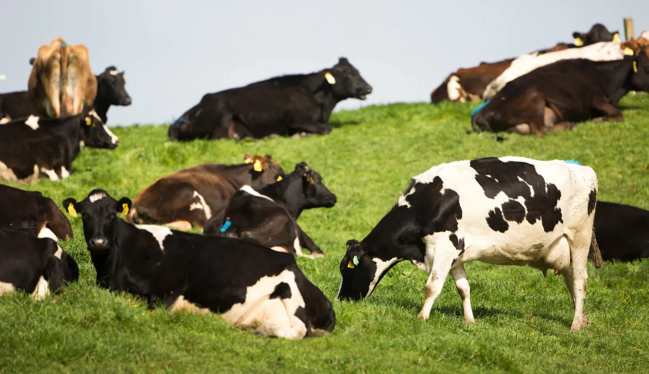 Miraka announces final 2024/25 season milk price
