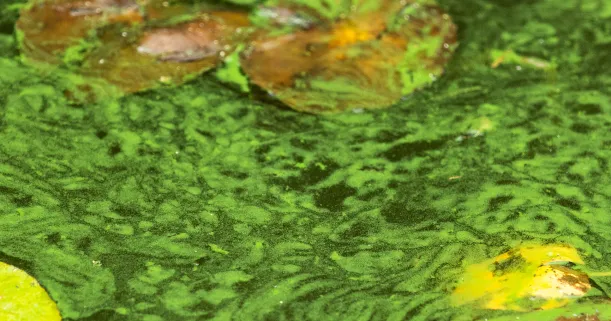These Waikato hydro lakes are supposed to be safe to swim in, but a toxic algae problem is getting worse
