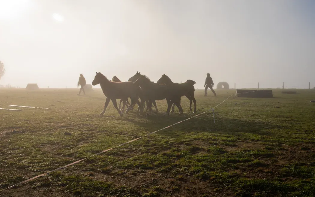 Country Life: Teaching trust to the Kaimanawas